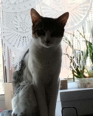 Кот Мурчик в LOOKY. . 