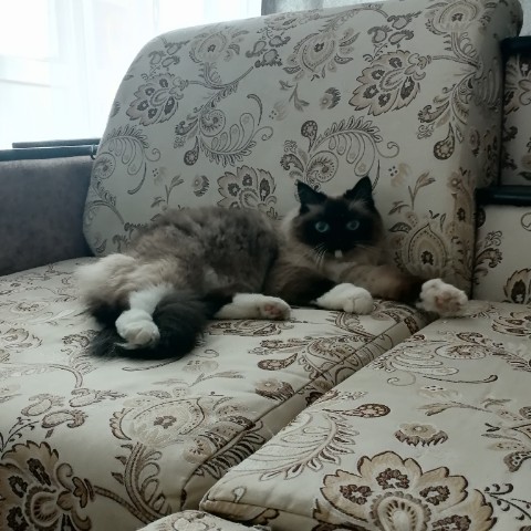 Ведьмочка в LOOKY. . [#деньрождения ](ден...