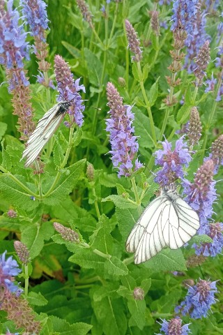 Светлана в LOOKY. . Бабочки и пчёлки! 🦋...