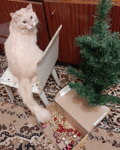 Элана Грекова в LOOKY. . 