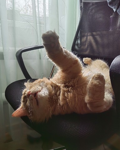 Looky_1670391449619 в LOOKY. . Вот так мы спим 😺
