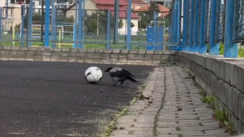 Игорь в LOOKY. . https://dzen.ru/a/ap...