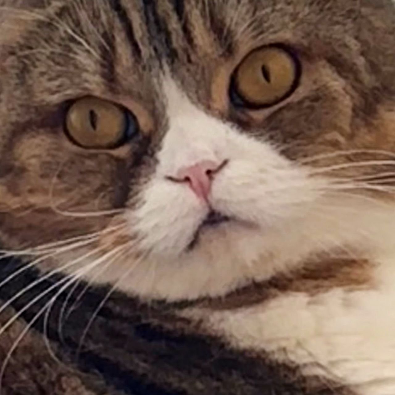 Нюсьена. Девочка очаровашка) #котикитакиекотики #котолюбофф #котвдоме #котофей