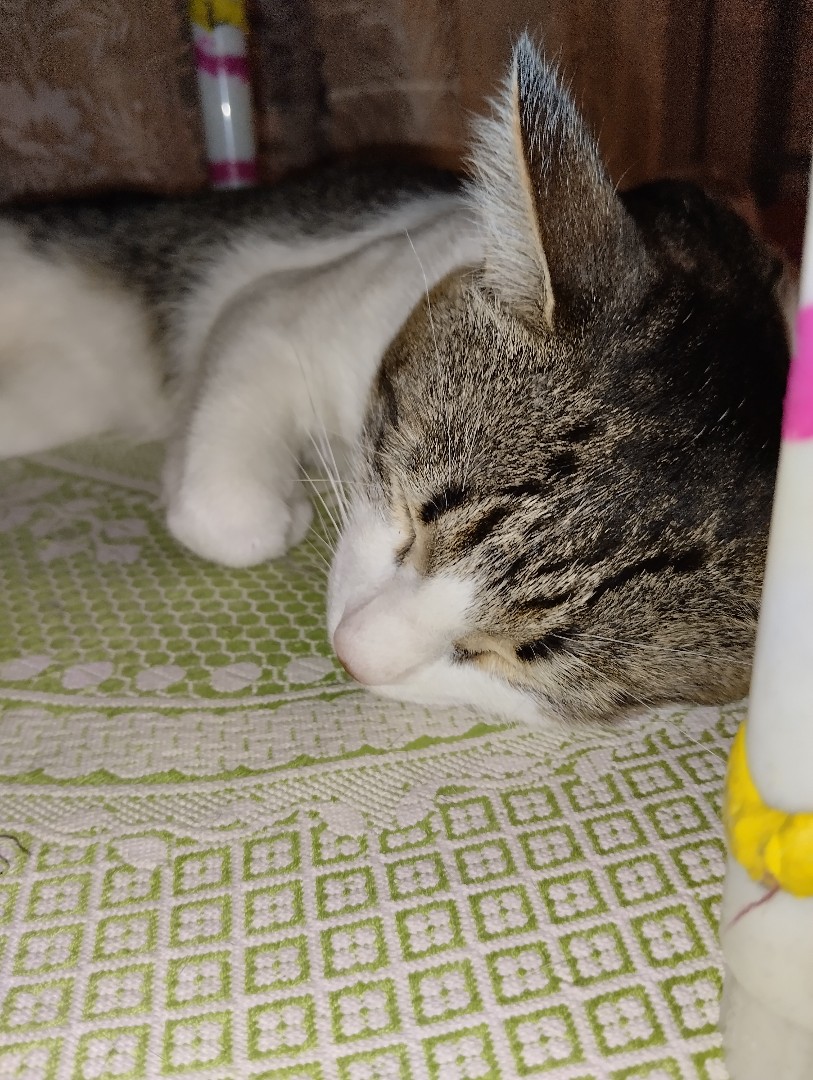 Кот Мурчик in LOOKY. . Сплю