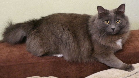 Nalex в LOOKY. #кошки,#коты,#котики,#питомцы. Просто кот. #кошки #...