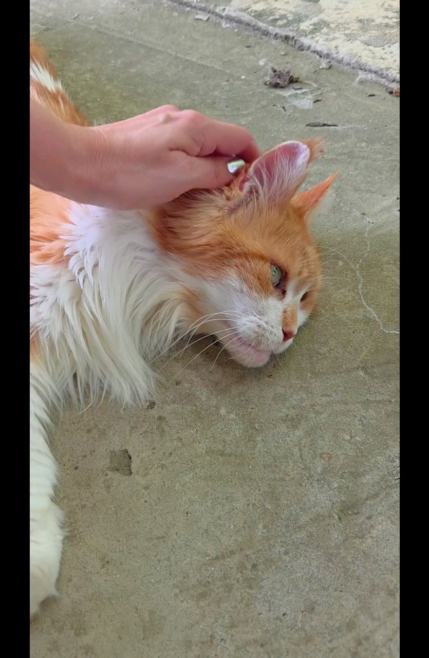 thecatrysia в LOOKY. . Я была долго одна, о...