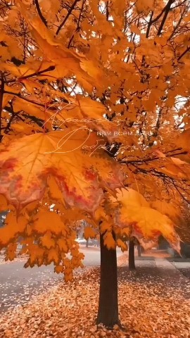 Elena78 в LOOKY. . 