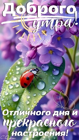 Looky_172392429941354 в LOOKY. . 