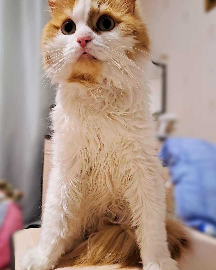 Ну, разве можно быть таким милым?!
#кот [#рыжийкот](рыжийкот) [#моялюбовь](моялюбовь) 