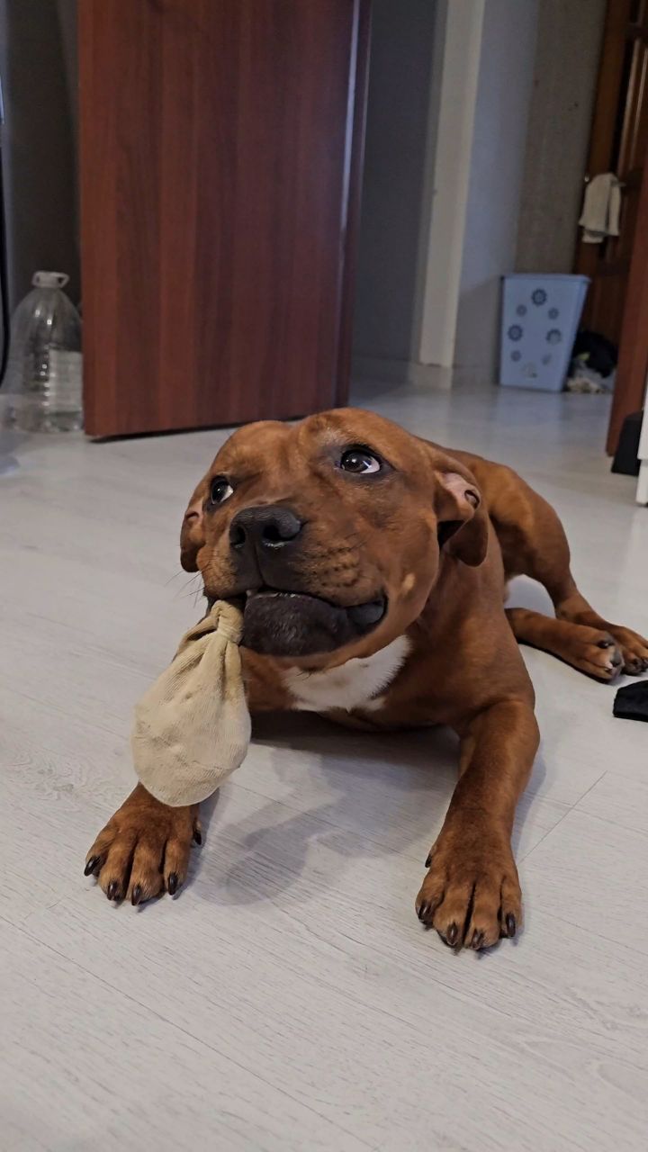 BuchTheStaffy in LOOKY
