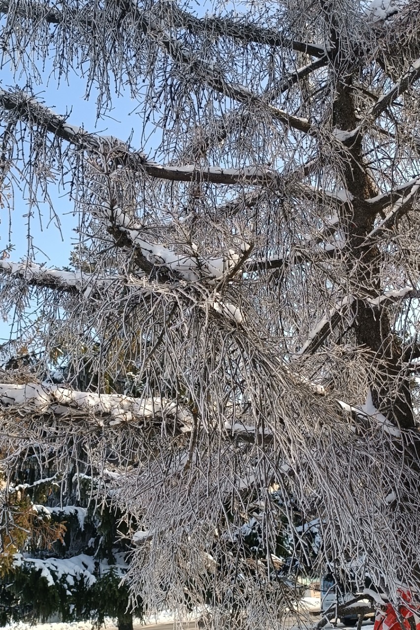 Елена в LOOKY. . Мороз и солнце...  К...