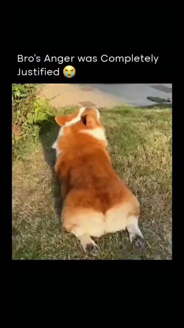 Левин Вовка в LOOKY. . Добрый хозяин.