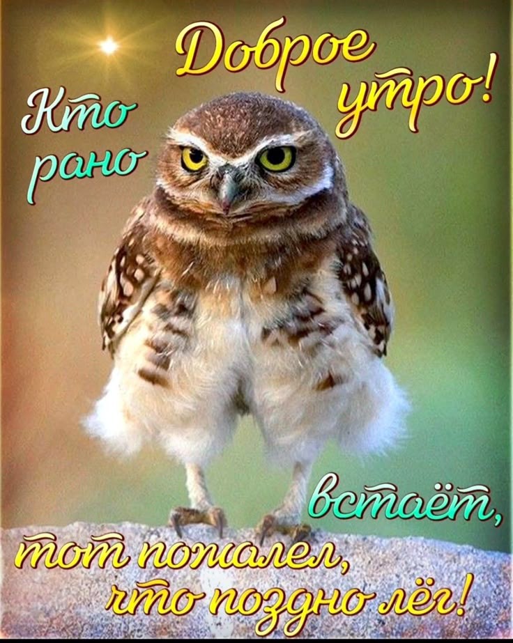 Киса в LOOKY — публикация