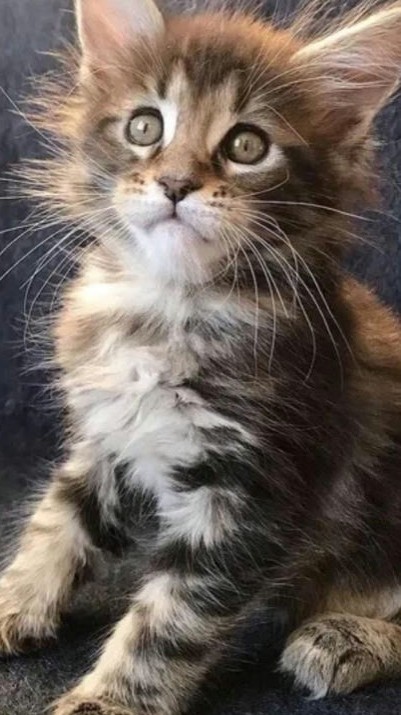 Милота💓