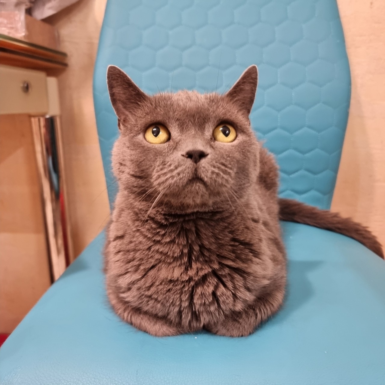 mariazhevlakova в LOOKY — Без кота и жизнь не та) 