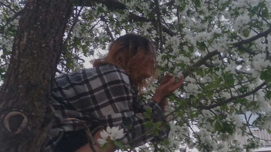  в LOOKY — 🥺 [#рекомендации](рекомендации) [#весна](весна) [#яблоня](я