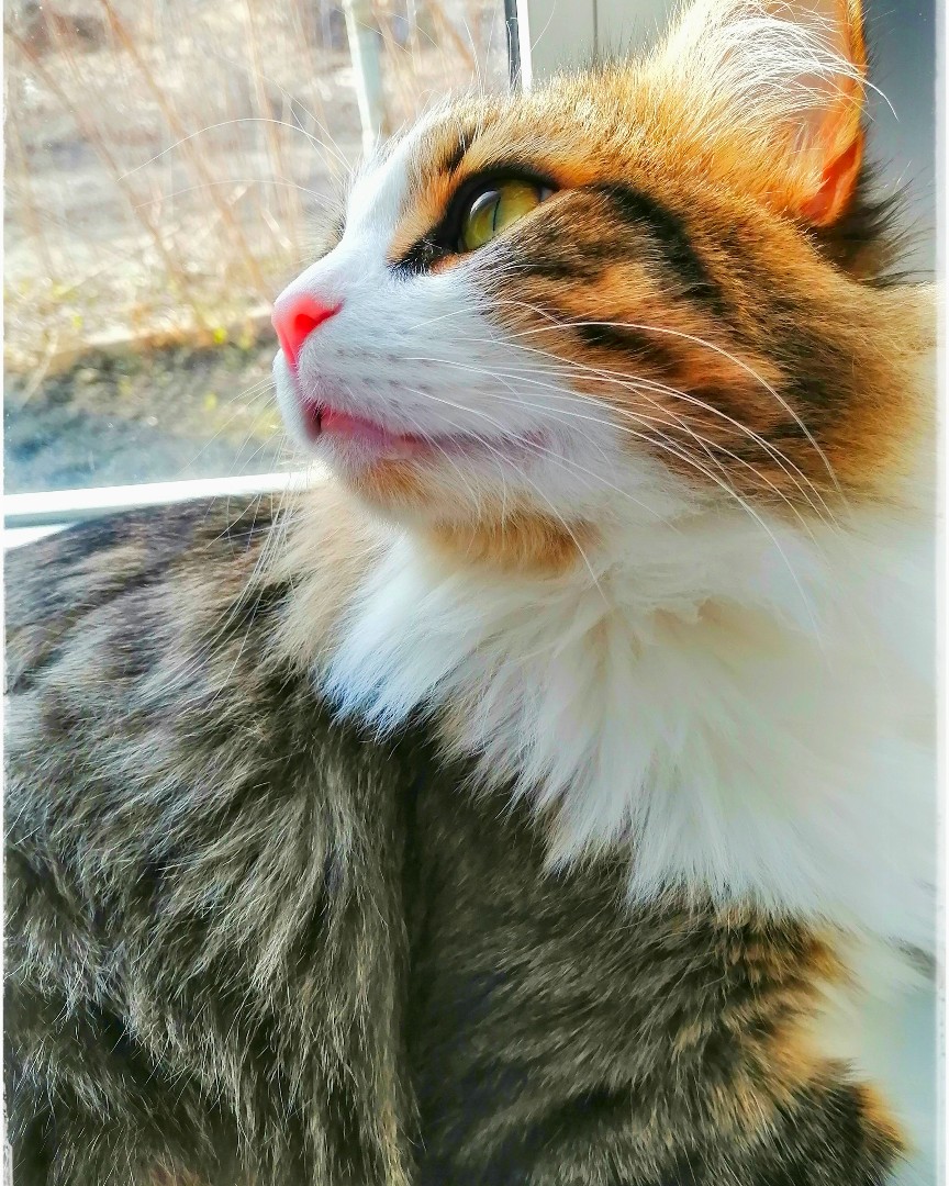 Кексик
[#котики](котики) [#котикдня](котикдня) #cats #mylove #kitten #relax #безкотаижизньнета #ночнойтыгыдык #котики #пушистики #кот