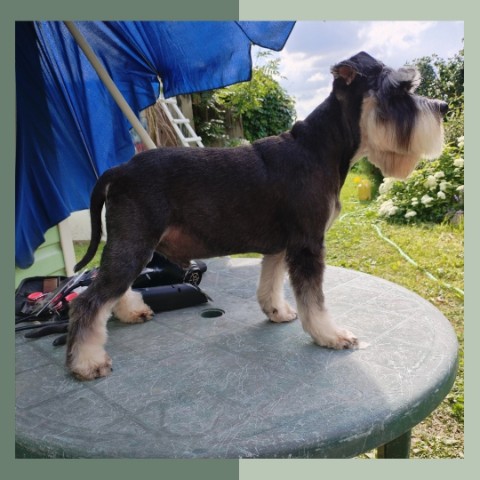 mariya.groomer в LOOKY. #шнауцер,#цверг,#цвергшнауцер,#цверги,#стрижкацверга,#стрижкашнауцера,#грумингцверга,#питомец,#домашние_животные,#собаки,#грумер. Уська🥰

 #шнауцер #...