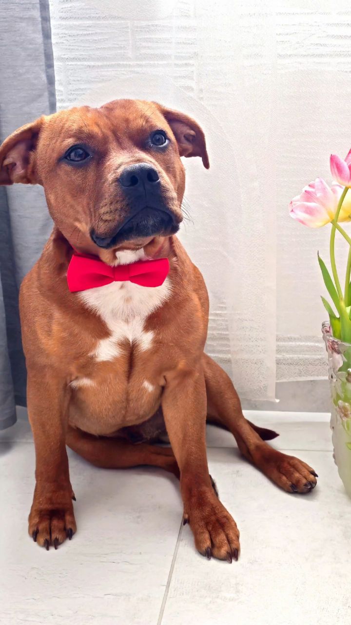 BuchTheStaffy in LOOKY