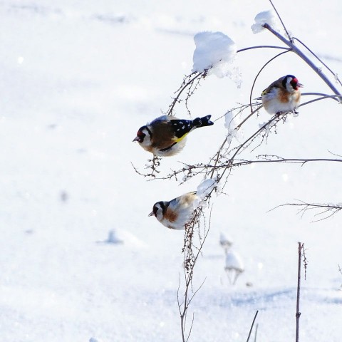 dar7_27 в LOOKY. #птицы,#природа,#Донбасс,#ДНР,#DPR,#Donbass,#birds,#animals. Щегол черноголовый (...