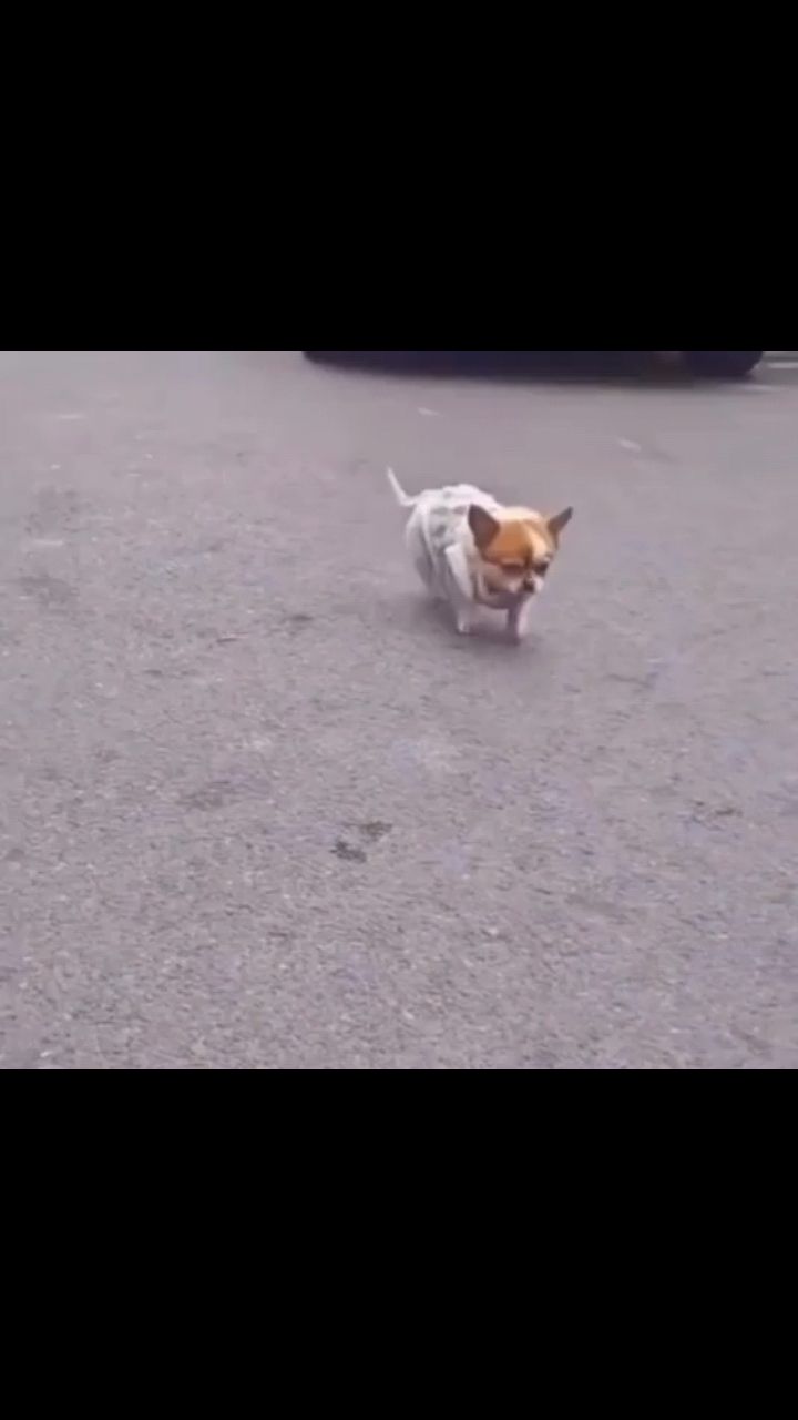 fuuny в LOOKY. . Незнаю почему это та...