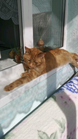 Looky_1698133228699 в LOOKY. . Котик Вася ♥️