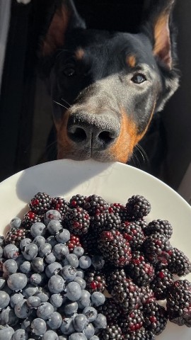 Annushka_1707 в LOOKY. #собака,#dog,#любимыйпитомец,#лето,#осень,#новосибирск,#нск,#nsk,#всепонятнобезслов. 🐶🤎
#собака#dog#люб...