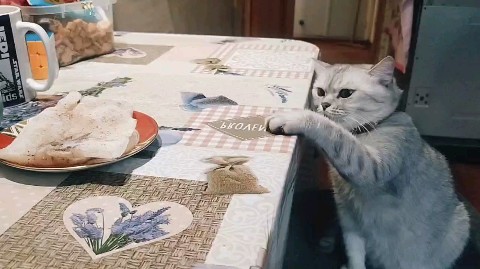 Викулька в LOOKY. #cats. Наша проказница🤣#ca...