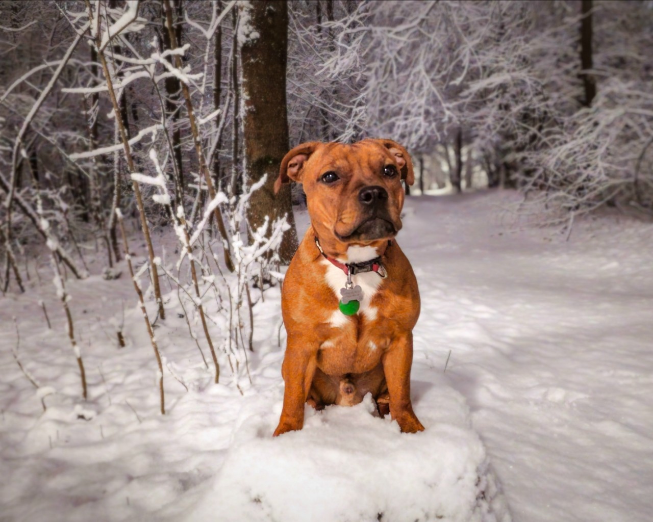 BuchTheStaffy in LOOKY