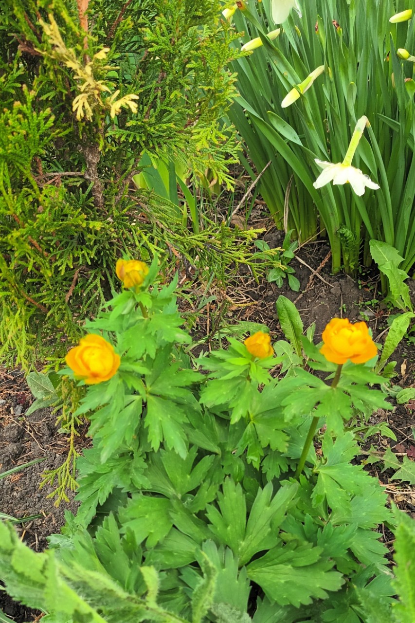 anna.litasova в LOOKY — Огоньки в Сибири.#цветы#весенниецветы#первоцветы