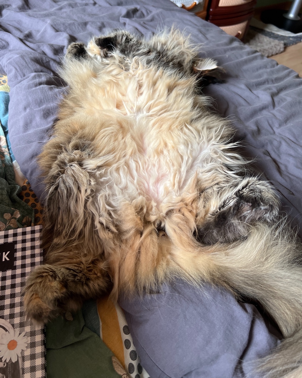 Надежда Харламова в LOOKY — Умкино утро
[#мейнкун ](мейнкун)[#коты ](коты)[#спящиекоты ]