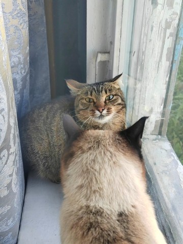 Looky_1701322789284 в LOOKY. #котТимоха,#муся. Назревает конфликтна...