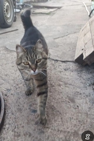 Looky_177453372079720 в LOOKY. #хвостатый_друг. #хвостатый_друг