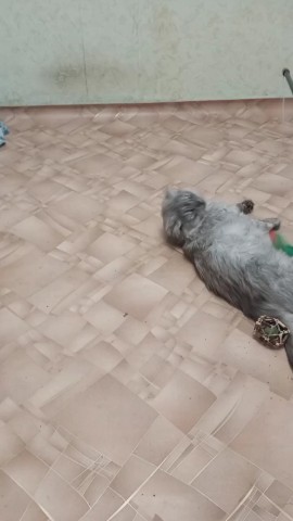 От холста до упряжи в LOOKY. . 