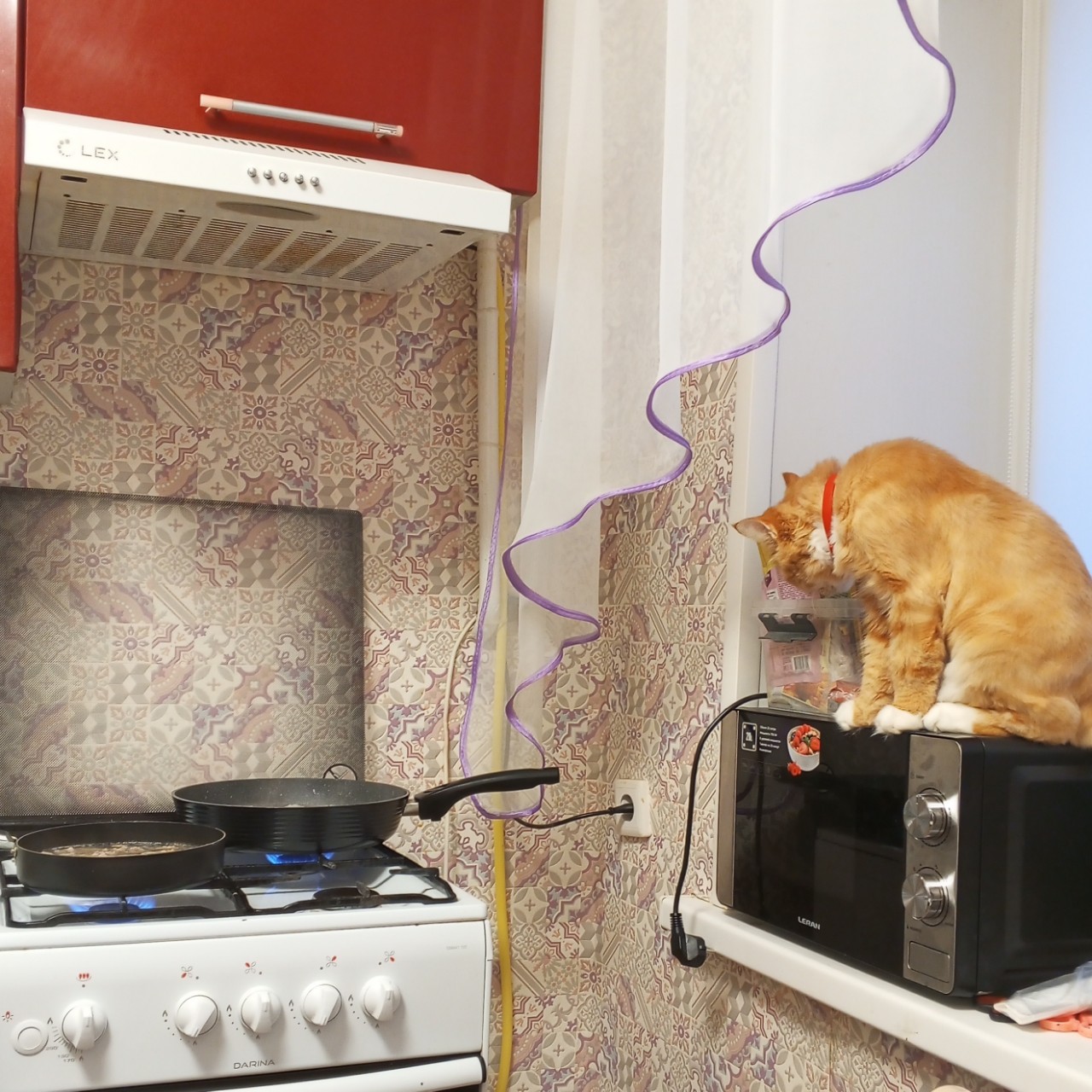 dinazavrik.0_0_ в LOOKY — Рыженький помощник 🧡🧡🧡🐱

#котики #питомцы [#looky_контен