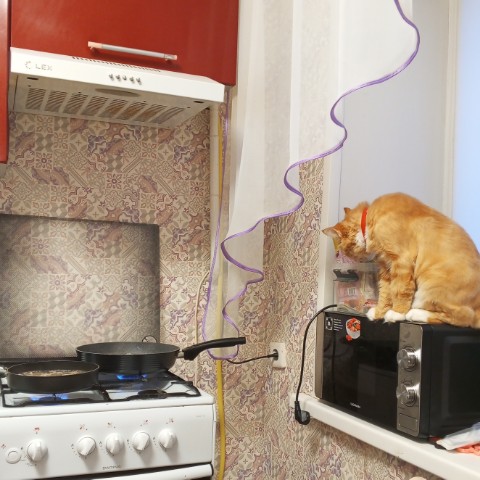 dinazavrik.0_0_ в LOOKY. #котики,#питомцы. Рыженький помощник �...