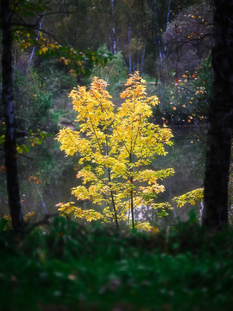 poboruev_landscape in LOOKY