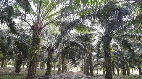 Plantation channel в LOOKY. #plantation,#Indonesia. Oil palm plantation ...