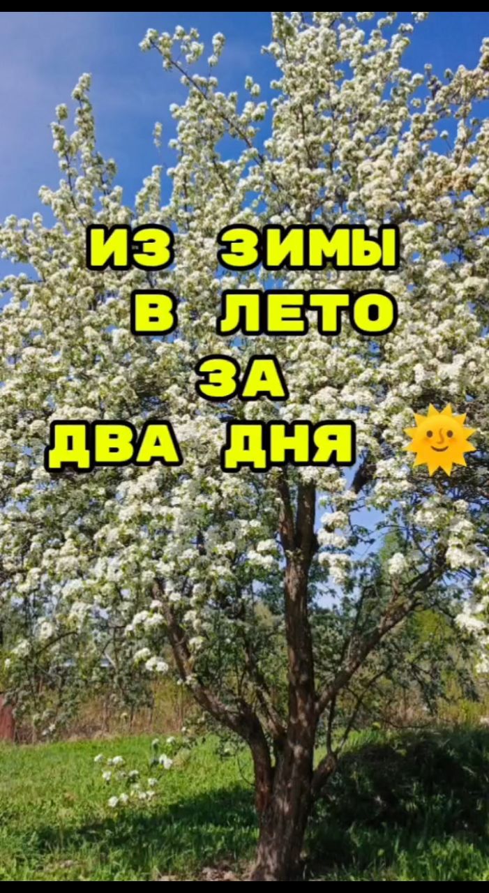 oksanamalina_nail в LOOKY. . Из Мурманска в Смоле...
