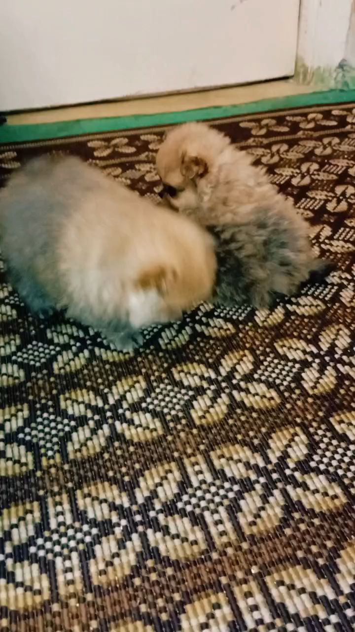 anastasiamilz в LOOKY. . Дети Коржика и Алисы...