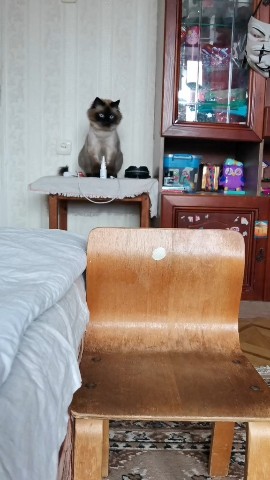 Аня в LOOKY. #котики,#рекомендации,#юмор#смех,#хочуврек,#хочуврекомендации. #котики #рекомендаци...