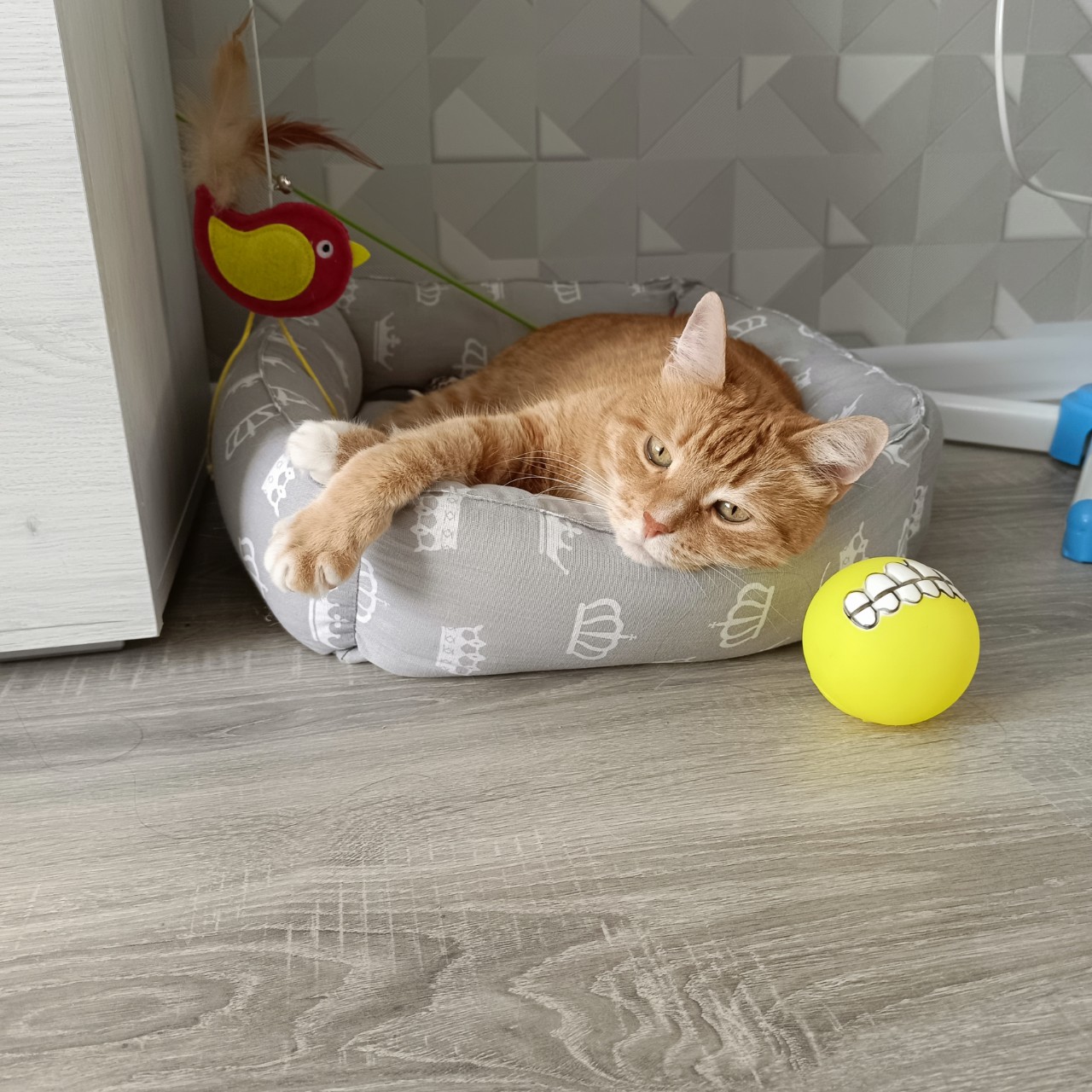 Looky_1693122889721 в LOOKY — Когда съел три огромных креветки. 
[#кот ](кот)