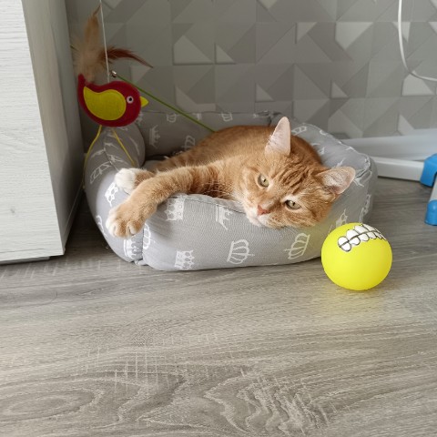 Кот Зяма в LOOKY. . Когда съел три огром...