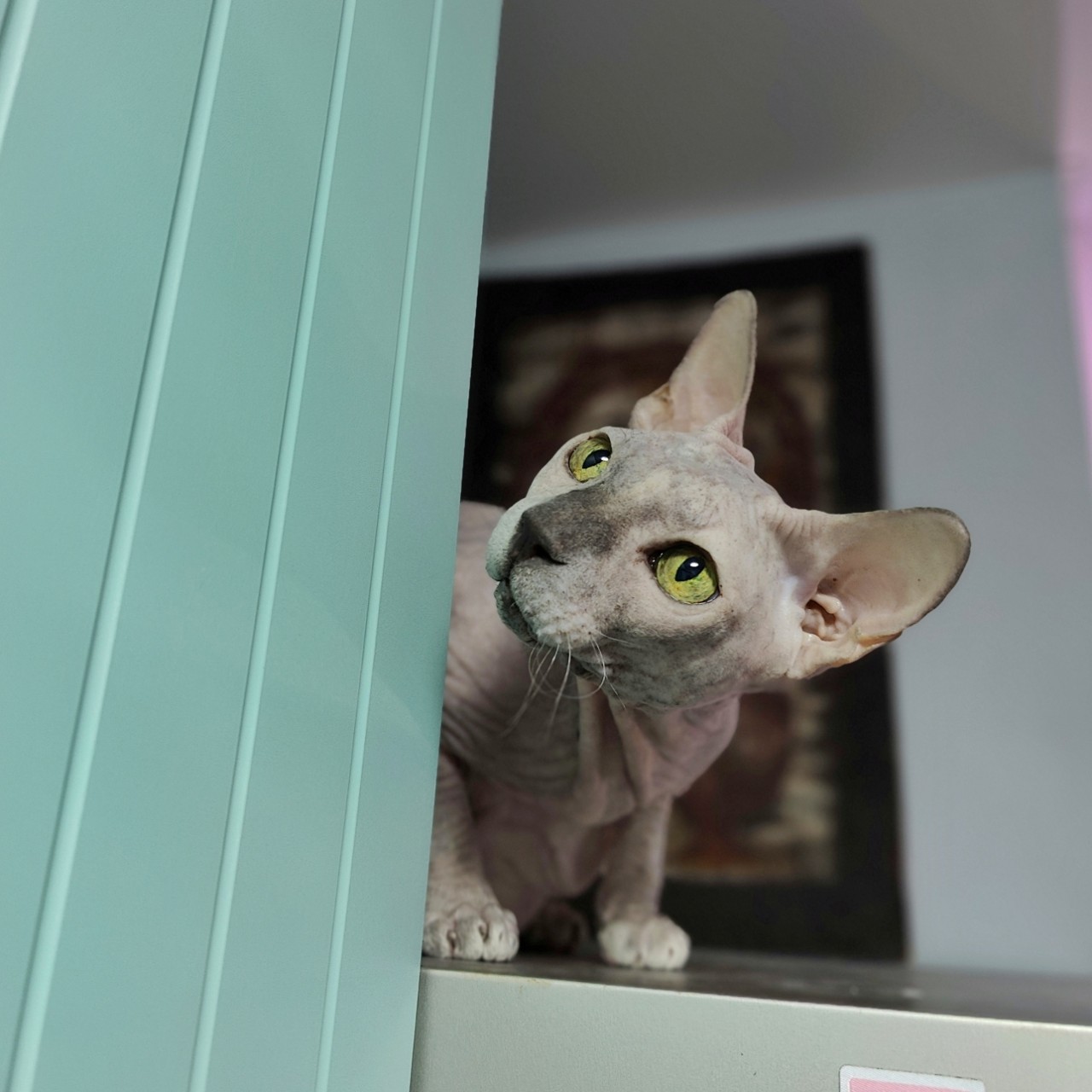 Виктор in LOOKY. #ева
#сфинкс,#sphynx,#донскойсфинкс,#кошка,#котики,#котэ,#лысая,#evasphynxcat,#мыизкотограмаlooky,#looky_official,#looky,#LOOKY_контент,#looky_you,#you. Всем привет. Давнень...