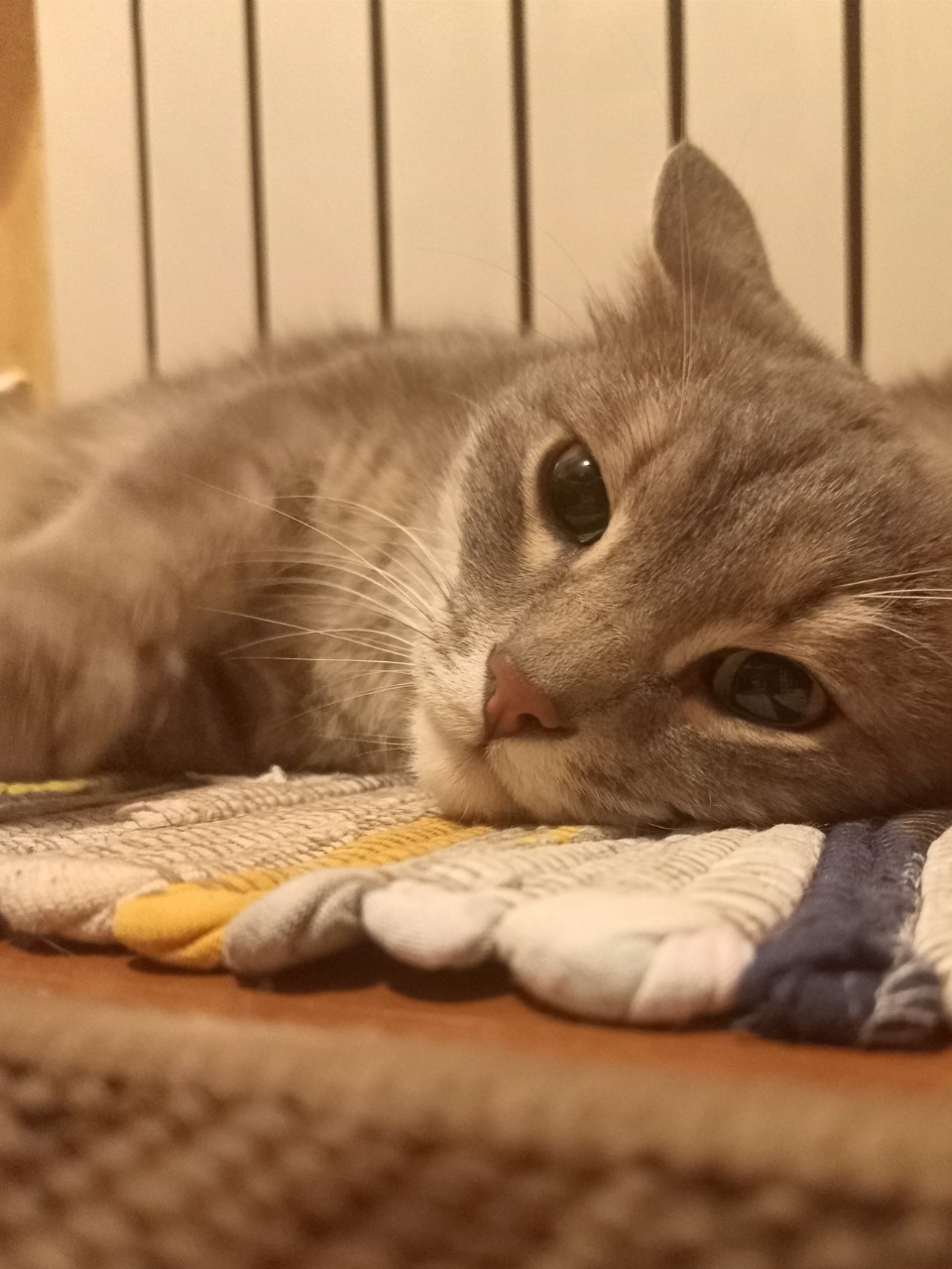 tati_konysova_dolls в LOOKY — фото 9