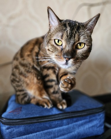 bengal_leonard19 в LOOKY. #фото,#коты,#looky_топ,#любимыепитомцы,#домашниеживотные,#любимыйкот,#бенгальскийкот,#бенгал,#безкотаижизньнета,#мыизкотограма. Что говорите?  Уже с...