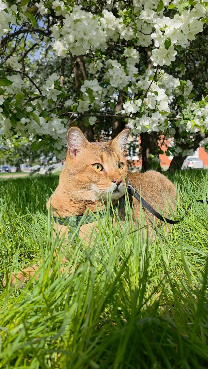 afina_zeus в LOOKY. #looky_official,#looky_кошки,#looky_контент,#looky_наприроде,#природа,#природапрекрасна,#наприроде,#пейзаж,#красивыеместа,#жизнькота,#видеомомент,#видосики,#рилсы,#чаузи,#кот,#кошка,#кошки,#коты,#большиекошки,#редкиекошки,#красивыекошки,#гибридныекошки,#люблюкошек,#напозитиве,#хорошийдень. Такие виды делают жи...