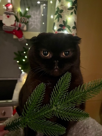 cats_mars_tayson в LOOKY. . 