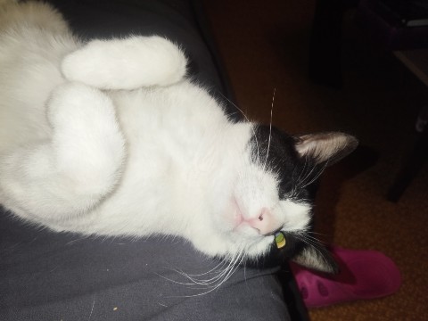 DonKaftanetti в LOOKY. #милота. Обожаю этого кота) [...
