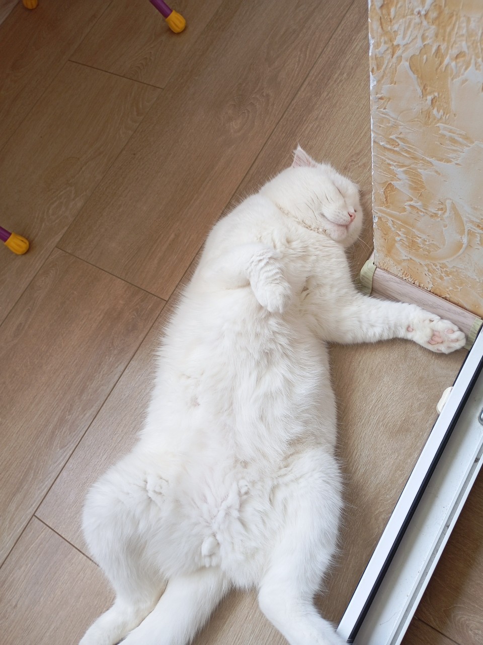 Кот Миша в LOOKY — публикация